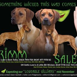 Rhodesian Ridgeback puppies from Celtic Lore Ridgebacks