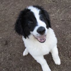 Landseer (European Continental Type)s from Levanah Farm