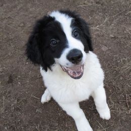 Landseer (European Continental Type)s from Levanah Farm