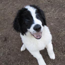 Landseer (European Continental Type)s from Levanah Farm