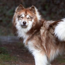 Cayde6 - Red and white Alaskan Malamute puppy in Spokane, Washington from Asgard Wooly Malamutes