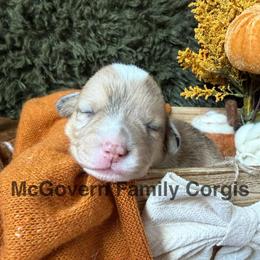 Spice - Sable merle and white female American Corgi puppy in Paxton, Illinois from McGovern Family Corgis