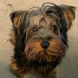 Cavalier King Charles Spaniels and Yorkshire Terriers from Bev’s Babies