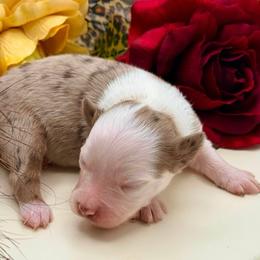 Captain America - Red merle male Toy Australian Shepherd puppy in Blacksburg, South Carolina from Rustic Rose Toy Australian Shepherds