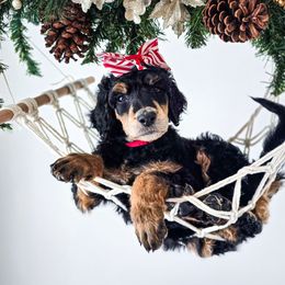 Briar - Phantom female Poodle puppy in Gaylord, Michigan from Dog Mom Co.