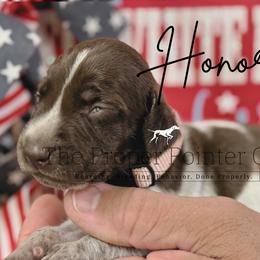 Honor - female German Shorthaired Pointer puppy in Six Mile, South Carolina from The Proper Pointer Co.