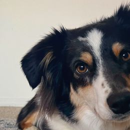 Miniature Australian Shepherds from Mountain Top Mini Aussies