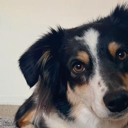 Miniature Australian Shepherds from Mountain Top Mini Aussies