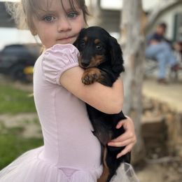 Dachshund Puppies from Champion Dachshunds