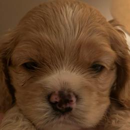 Boy 1 - Red male Cocker Spaniel puppy in Spotsylvania, Virginia from Wilkshire Farm