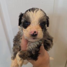 Boy 4 - Merle male Schnoodle puppy in Galena, Illinois from Perry's doodles