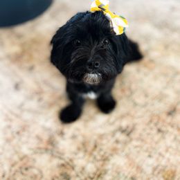 Aurora - Maltipoo