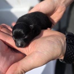 Roz - Black female Pomeranian puppy in Chattanooga, Tennessee from Valley Poms