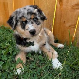 Miniature Australian Shepherd and Toy Australian Shepherd Puppies from Beasley Acres Aussies