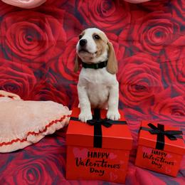 Green Collar-Teddy - Red and white male Beagle puppy in Las Vegas, Nevada from Hound Kings