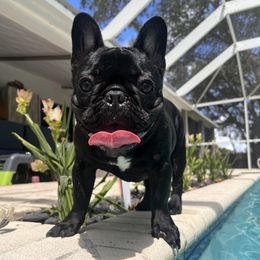 Grogu - French Bulldog