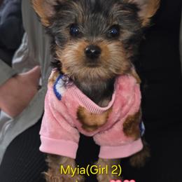 Girl 2 (Pink Collar) - Black and tan female Yorkshire Terrier puppy in Toledo, Ohio from Laura's Yorkies