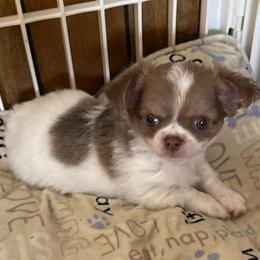 Creamy - Cream and white male Chihuahua puppy in Hackleburg, Alabama from Clements Chihuahua