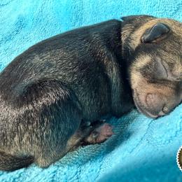 Dalton - Salt and pepper male Miniature Schnauzer puppy in Frankford, Delaware from Miniature Schnauzers of Delmarva
