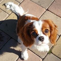 Aussiedoodles, Cavalier King Charles Spaniels, and Cavapoos from Carolina Doodles & Co.