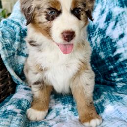 Forrest - Red merle male Australian Shepherd puppy in Oxford, Florida from SoCo Aussies