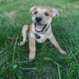 Carolina Dog Puppies from Williams Sweet Carolina