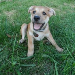 Carolina Dog Puppies from Williams Sweet Carolina