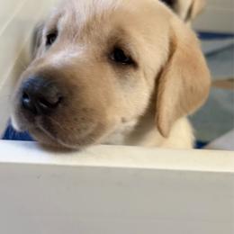 Girl 4 - Yellow female Labrador Retriever puppy in Carmichael, California from Red Barn Family Labs