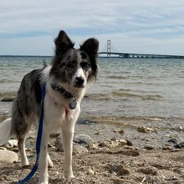 Border Collies from InTune Border Collies