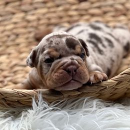 Ringo - Brown brindle male Olde English Bulldogge puppy in Camdenton, Missouri from Mule Pool Olde English Bulldogges