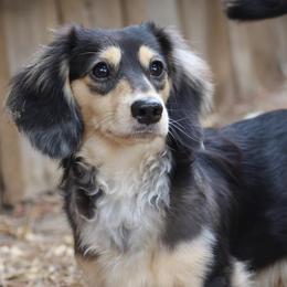 Winston - Dachshund
