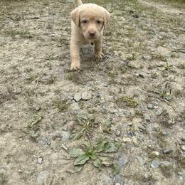 Chesapeake Bay Retriever Puppies from GemiLamb Gun Dogs
