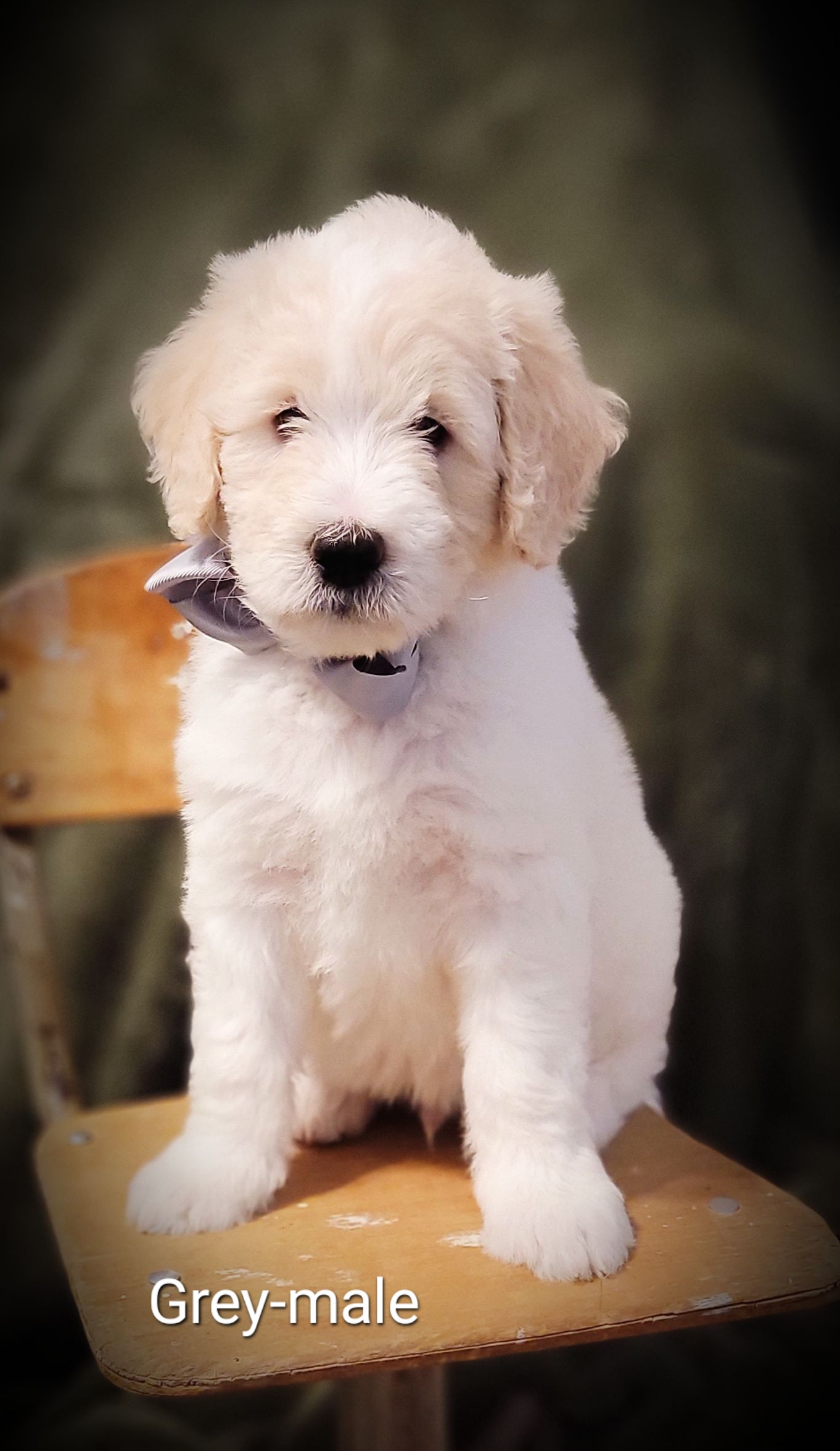 Goldendoodle Puppies from Barkley Lane Doodles