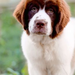 Masie - White and brown Newfoundland puppy in Madison, Wisconsin from Riddle Family Newfoundland