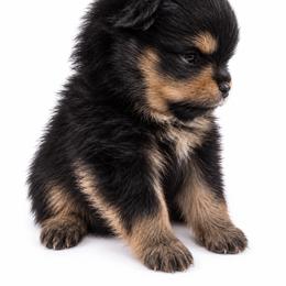 Coco - Black and tan female Pomeranian puppy in Big Pine Key, Florida from Kaleys Poms