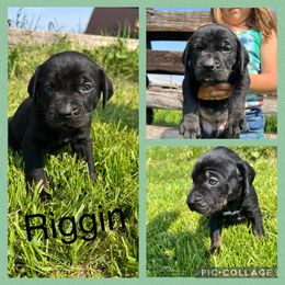 Riggin - Black male Catahoula Leopard Dog puppy in Forbes, Minnesota from North Country Catahoulas