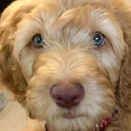 Goldendoodles from Snicker-Doodles
