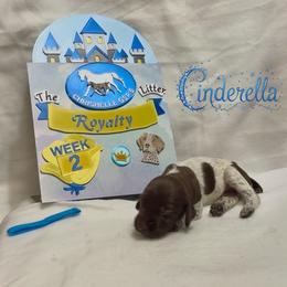Cinderella - Liver and white female German Shorthaired Pointer puppy in North Branch, Minnesota from Chrishelle Farm