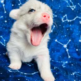 Aphrodite - White merle female American Corgi puppy in Cocoa, Florida from Cascadian Space Coast Corgis LLC