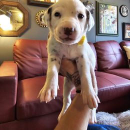 Yellow-LUA Liver Shortcoat - White and liver brown female Dalmatian puppy in Salem, Missouri from Paradise Spots Dalmatians