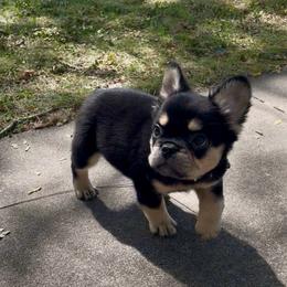 Ralph - Black and tan male French Bulldog puppy in Des Moines, Iowa from Frenchie Dreams Come True