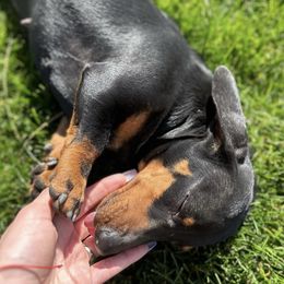 Isabella - Dachshund