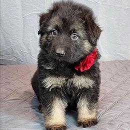 Rust Collar - Black and tan male German Shepherd puppy in Louisville, Ohio from Crooked River German Shepherds