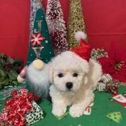 Pie - White male Bichon Frise puppy in Lindale, Texas from Patchwork Bedlington Terriers and Bichon Frise