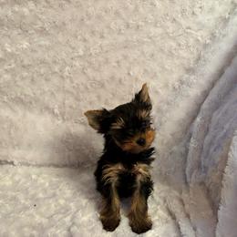 Boy 1 - Blue and gold male Yorkshire Terrier puppy in Alburnett, Iowa from Hobbs Shire Yorkies