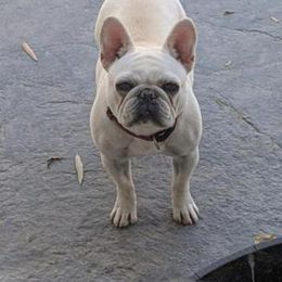 French Bulldog All Grown Up from Kelly Bulldogs