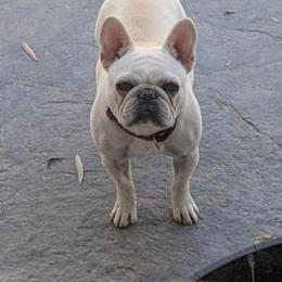 French Bulldog All Grown Up from Kelly Bulldogs