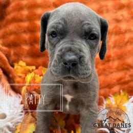 Patty - Blue female Great Dane puppy in Sac City, Iowa from Northern Great Danes of Colorado & Iowa