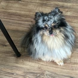 Pomeranians from Julies heavenly poms