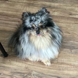 Pomeranians from Julies heavenly poms